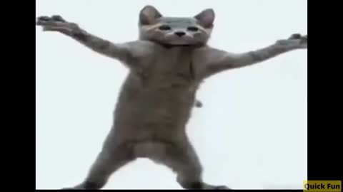 Funny Video Dancing Cats And Dogs