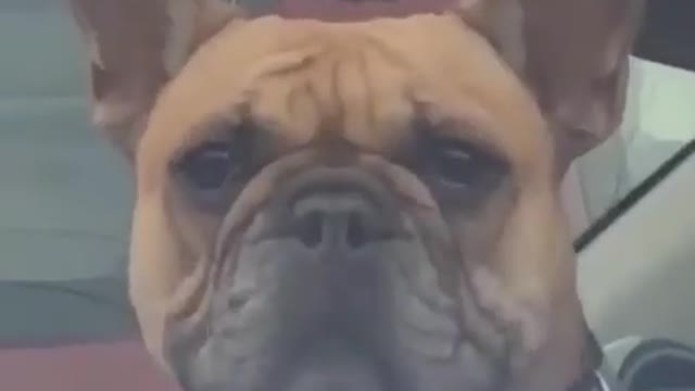 Cutest dog smile video ever !!