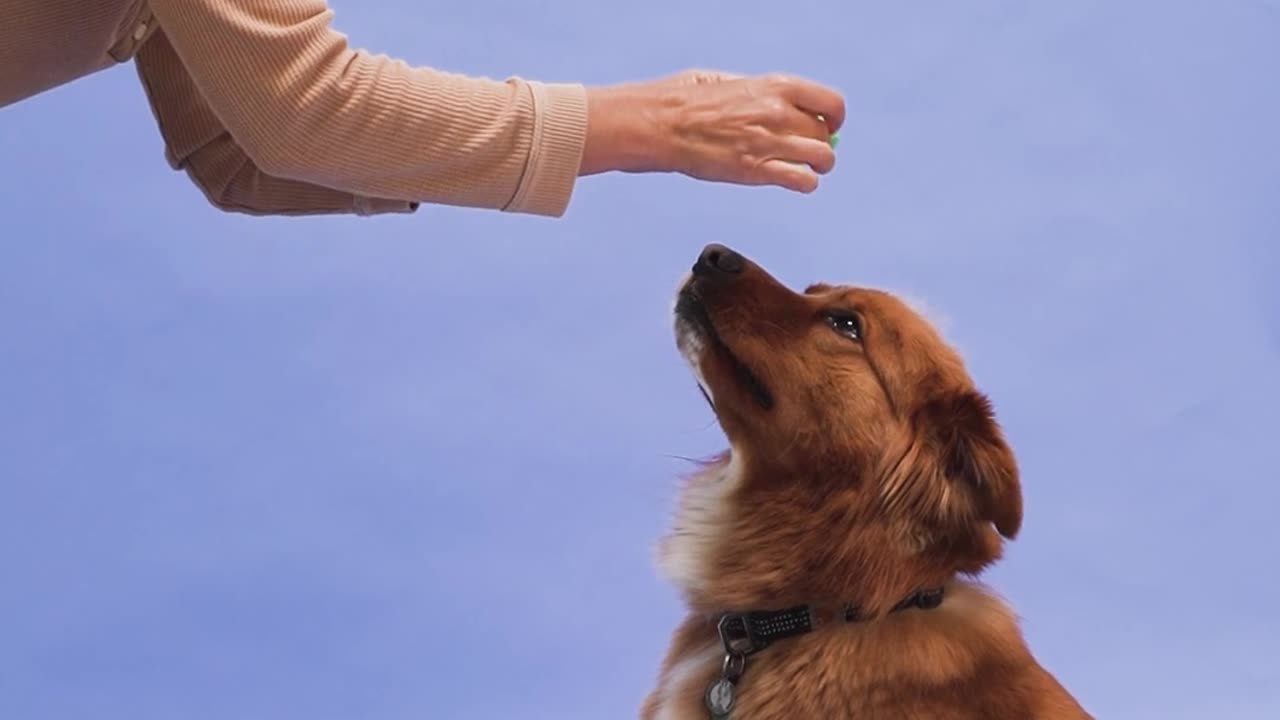 dog training video in India