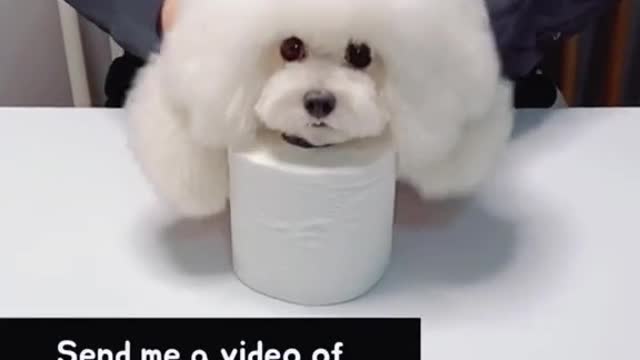 2023 Let’s do this together👏👏🧻 #쿵쿵따챌린지 #틱톡 #toiletpaper #foryou #fyp #tiktok #pet #dog #duet