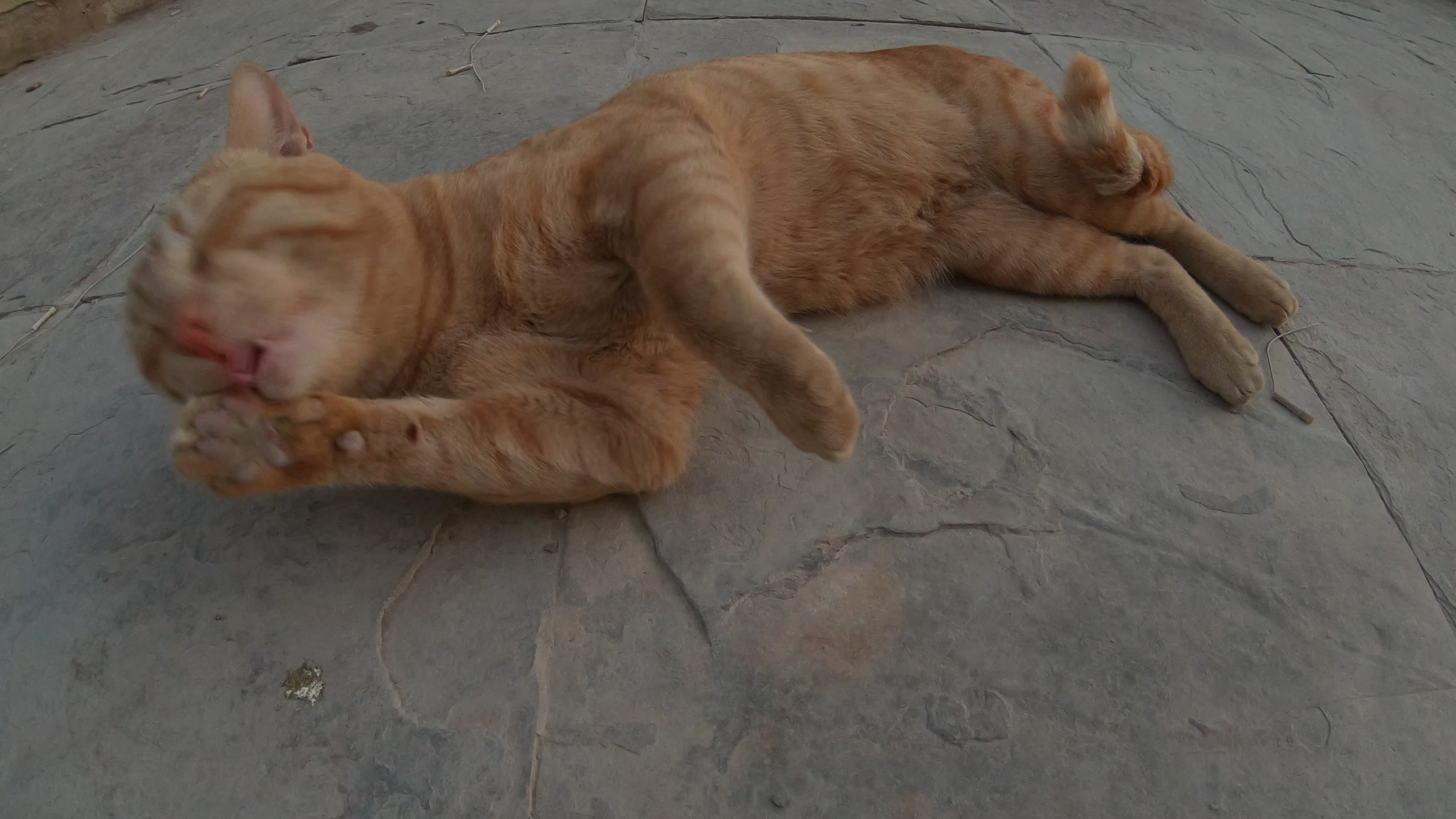 Homeless cat in Ras Al Khaimah, UAE: ED SHEERAN #cat #cats #EdSheeran # ...