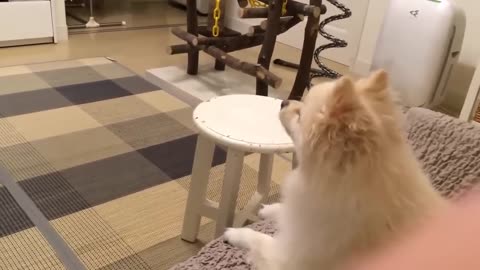 Extremely funny dogs and cats video 😻2024