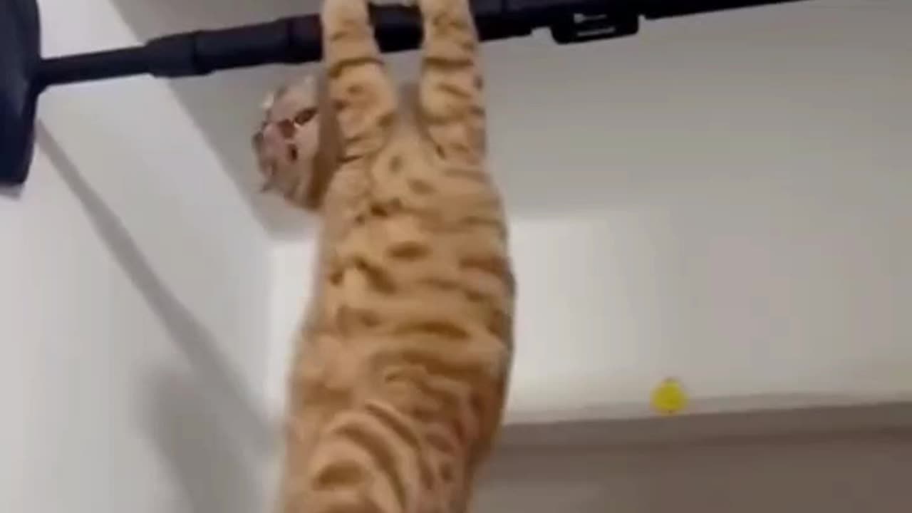 funny cat