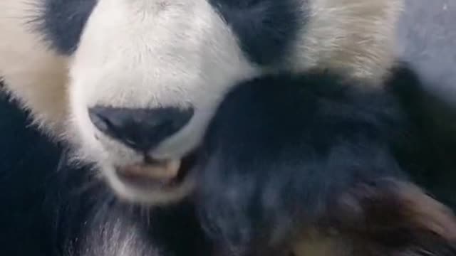 Eat up, panda