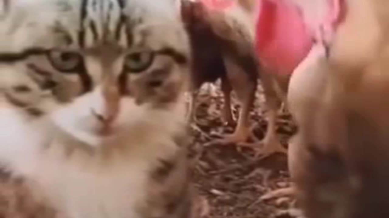 Cute Cat Funny Moments #CuteCat