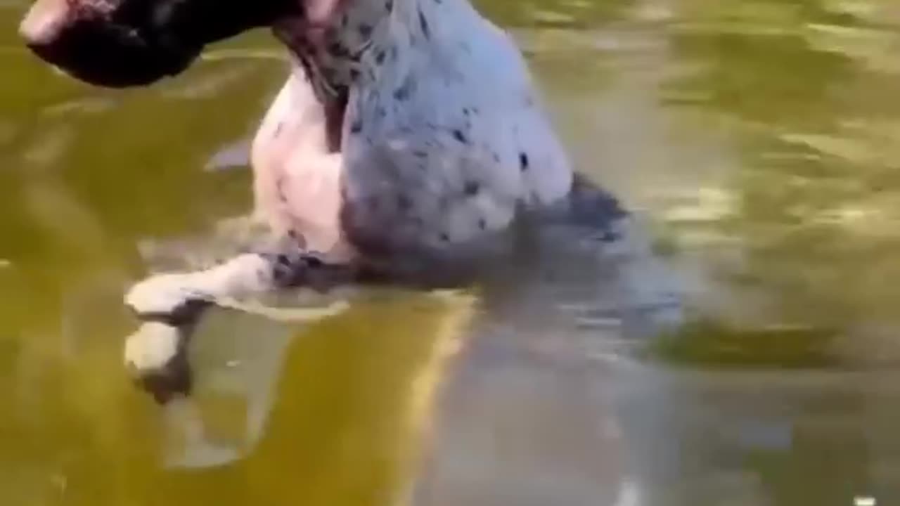 Funny animals 2023π - Funniest Cats and Dogs Videoππ192