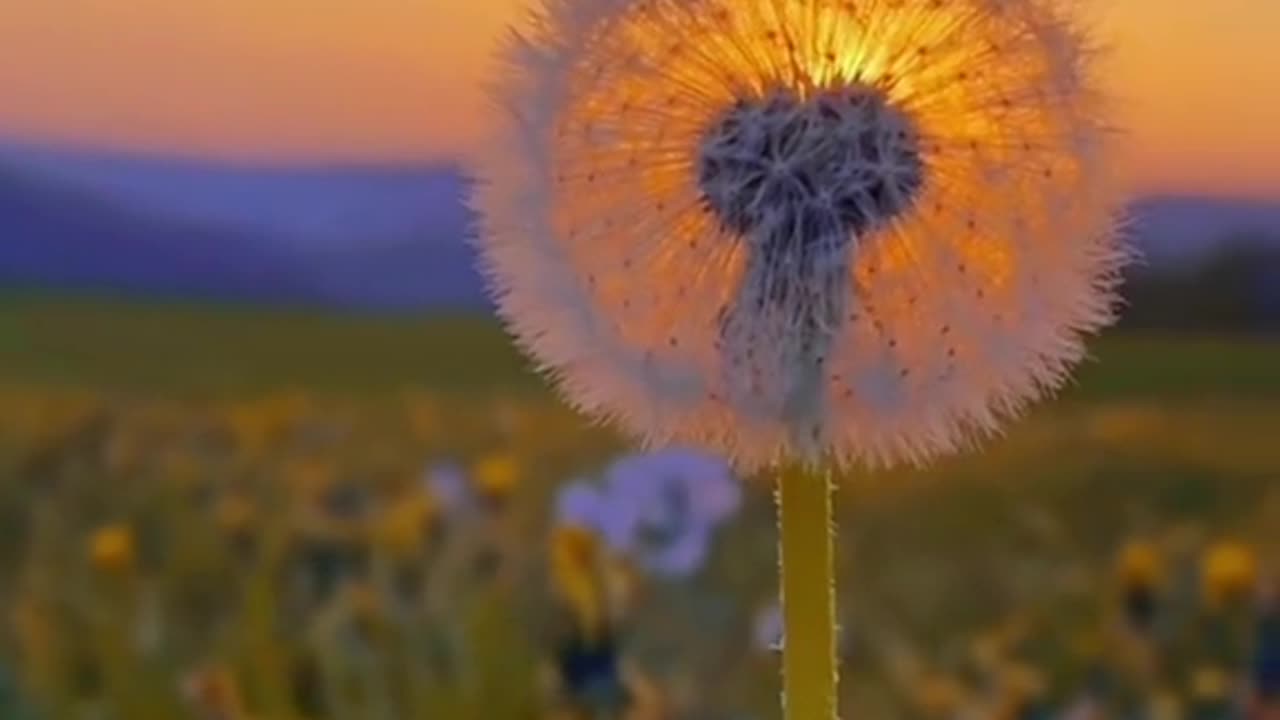Happy day 😘 sunset Amazing video