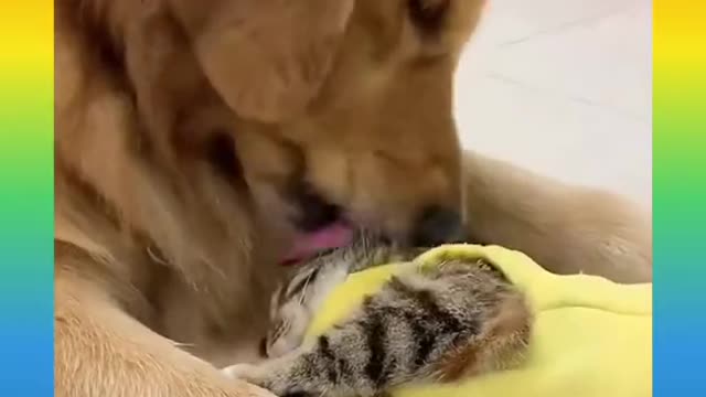 😹 Cute and Funny Cat and Dog Video Compilation #shorts #263