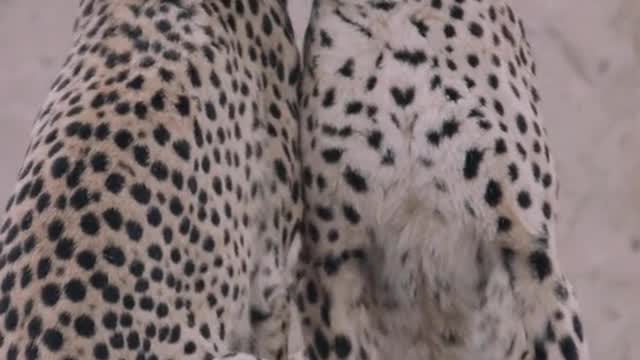 Leopards make humans blush