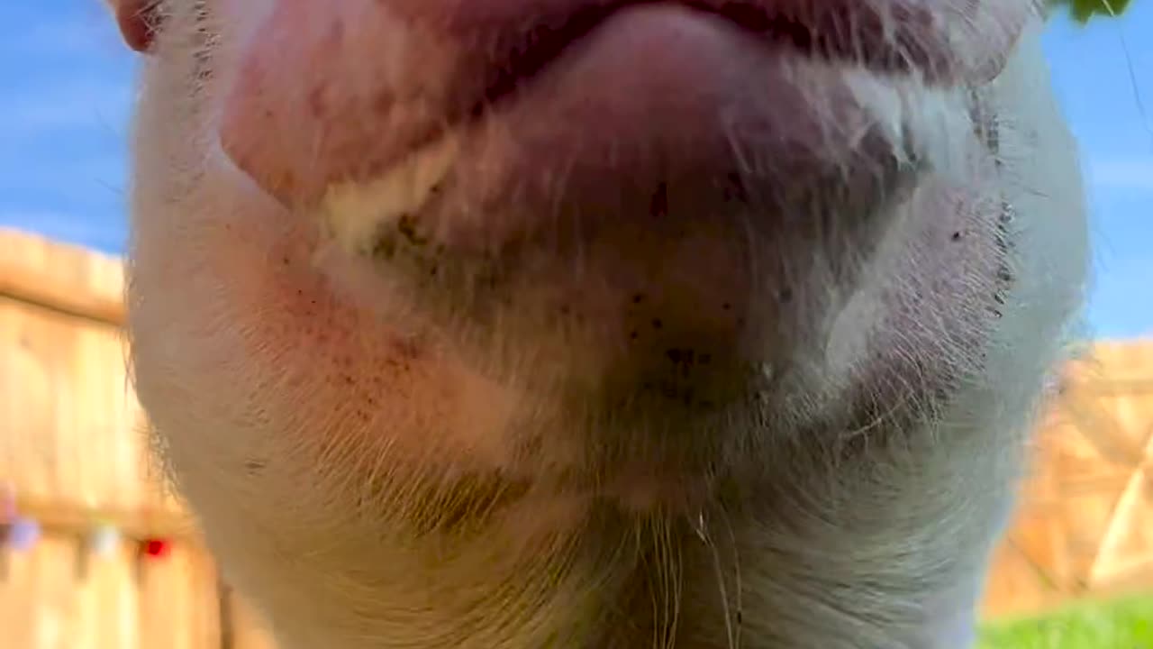 Cute animal video pig