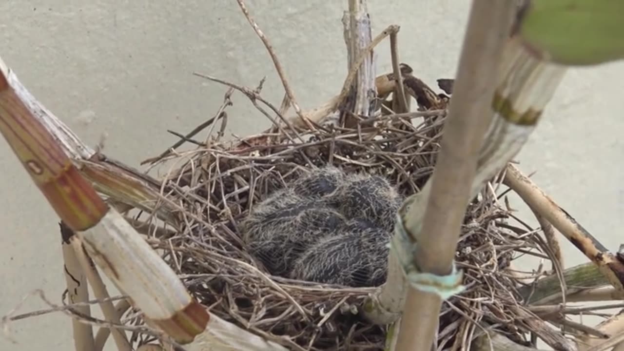 Baby Birds, Dove nesting on my Pouch