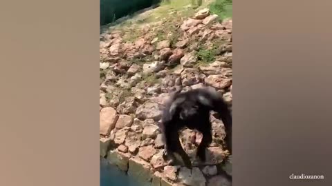 Funny monkey