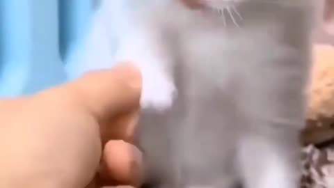 Cute white kitty......