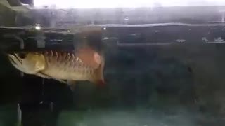 AROWANA RED TAIL GOLDEN