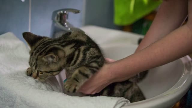 Cleaning young cat in washbasin with water