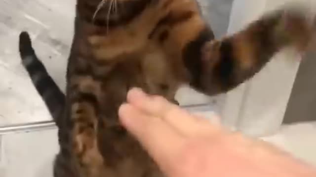 Dogs and Cats Funny Video