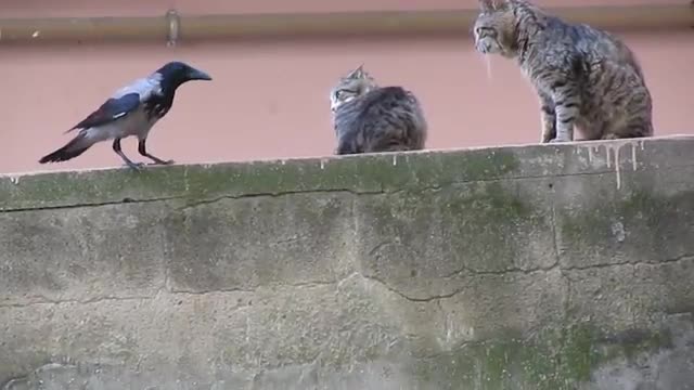 Crow Disturbing Cats While Mating