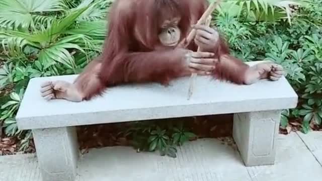 orangutans