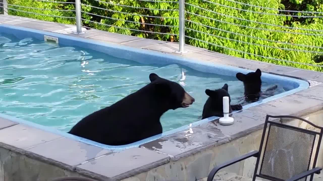 Bears in our pool