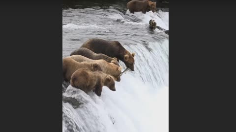 Bears fishing at waterfall