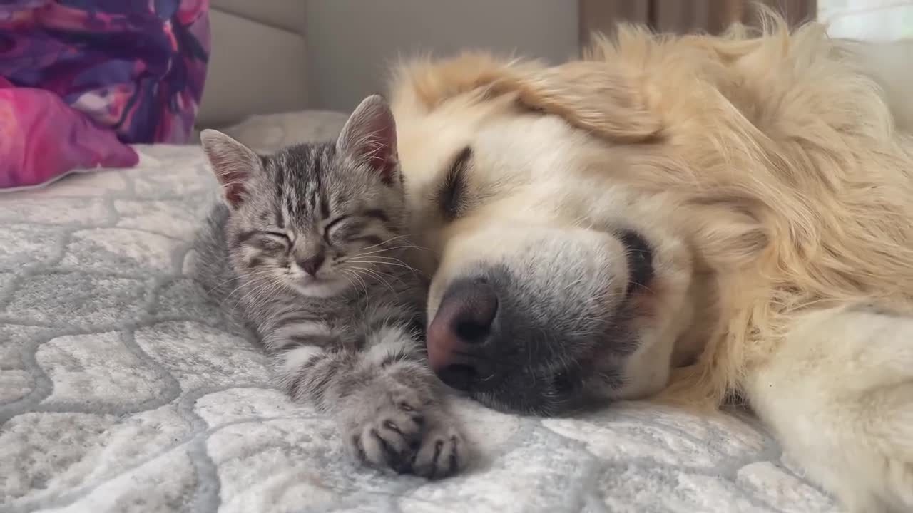 Golden Retriever and Baby Kitten fall asleep together for the First Time