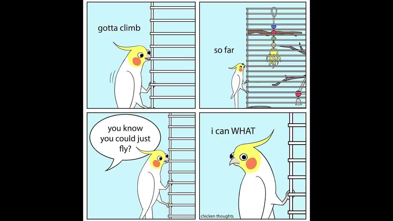 Funny Comics With A Parrot Twist