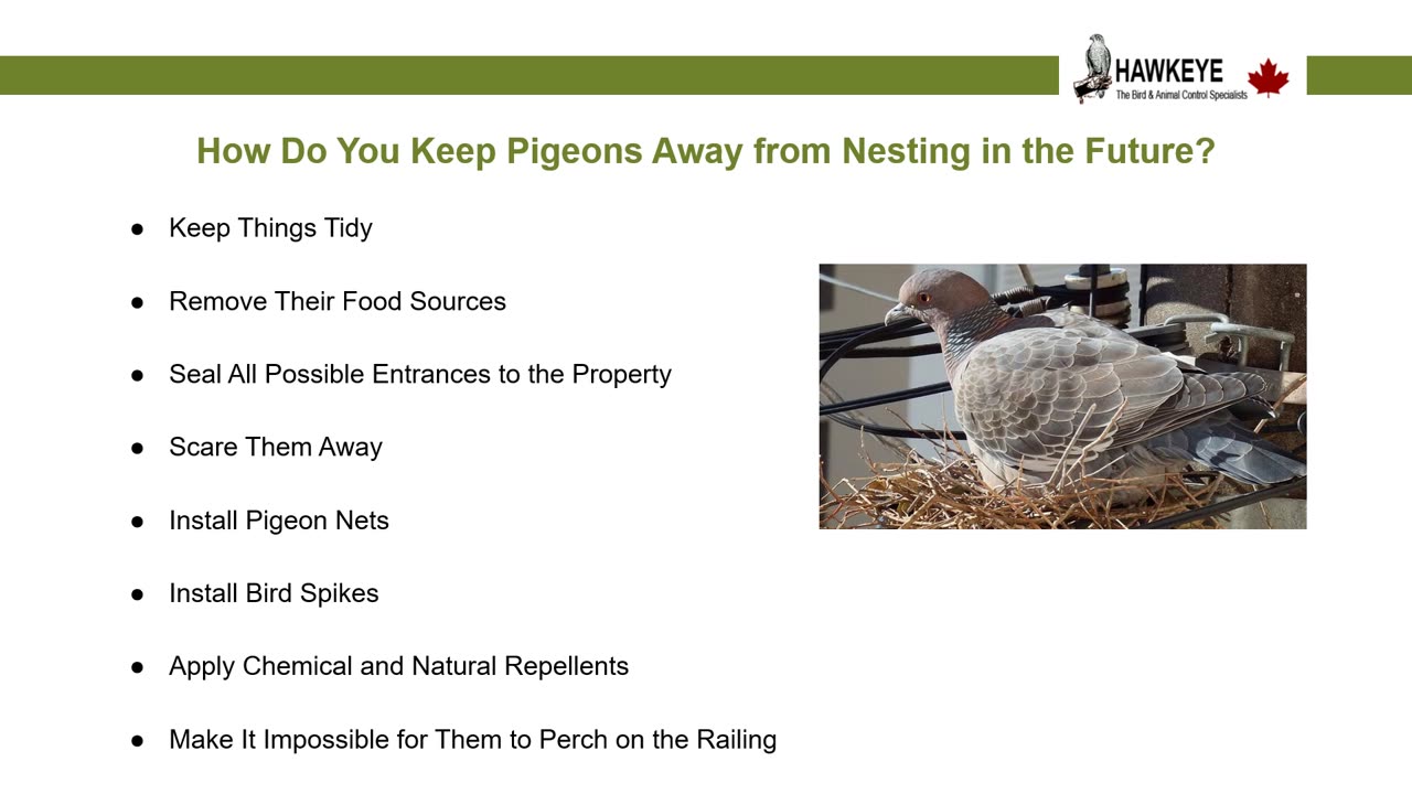 Pigeon Control Using Nest Removal and Falconry