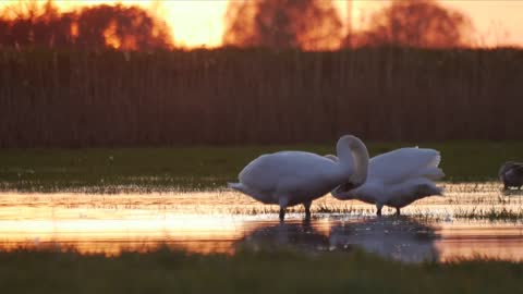 The bonny swans