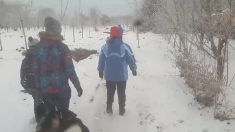 A flock of huskies frolic on a walk