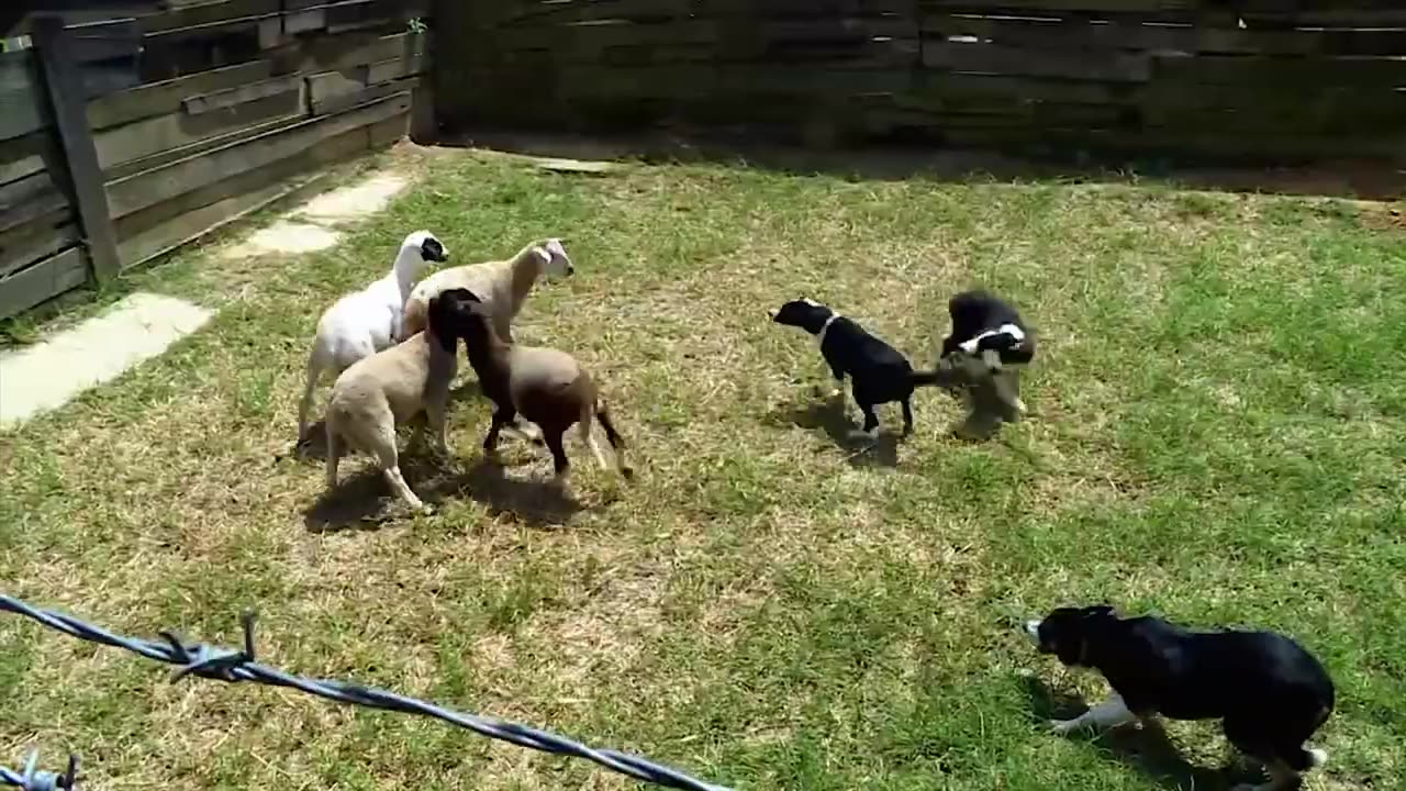 O CACHORRO MAIS INTELIGENTE DO MUNDO - Border Collie | Smart Dog | Cachorro Pastor de Ovelhas