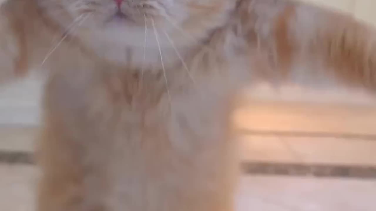 Cat jump on rop