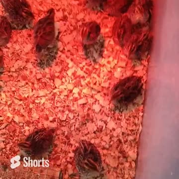 Quail day 0 compared to day 12.