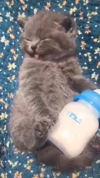 Cat dance | Cat dancing for music | Cat training | Cat licking milk | Animal Funny video #shorts
