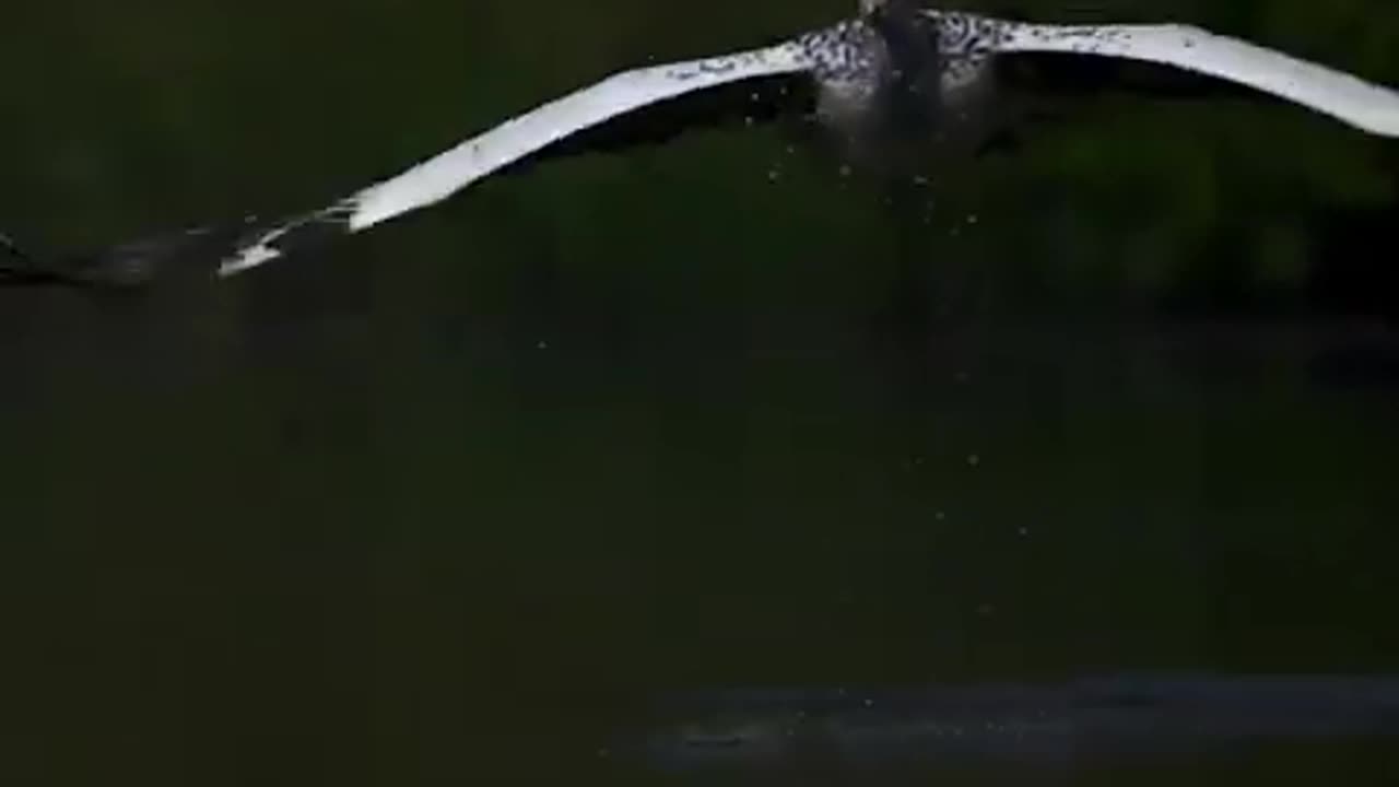 Birds Flying Beautiful Scene