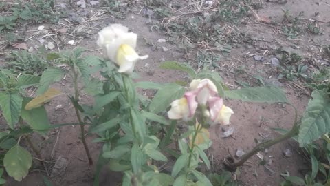 Snapdragon bloomed