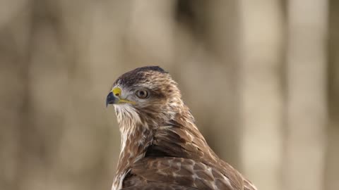 oiseaux d'hiver