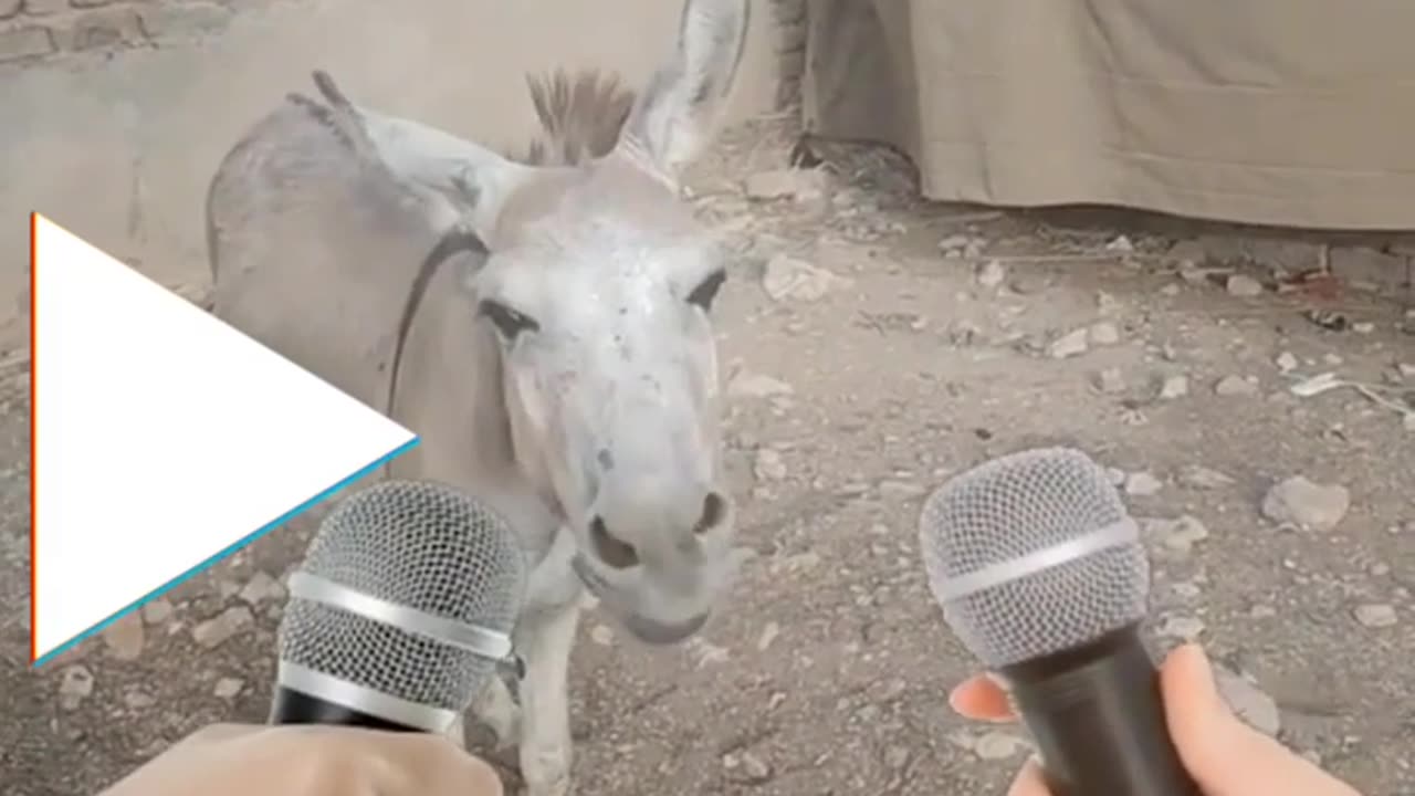 Donkey Interviews in Pakistan