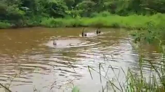 A swan chasing a person in the river is funny