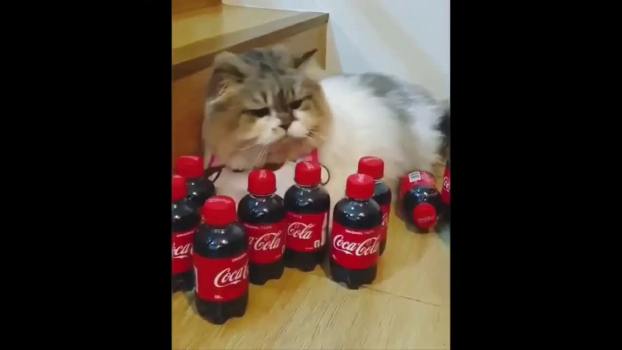 Funny Animals
