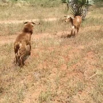 The goat is playing 1