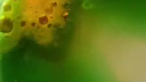 Copper reacting with nitric acid