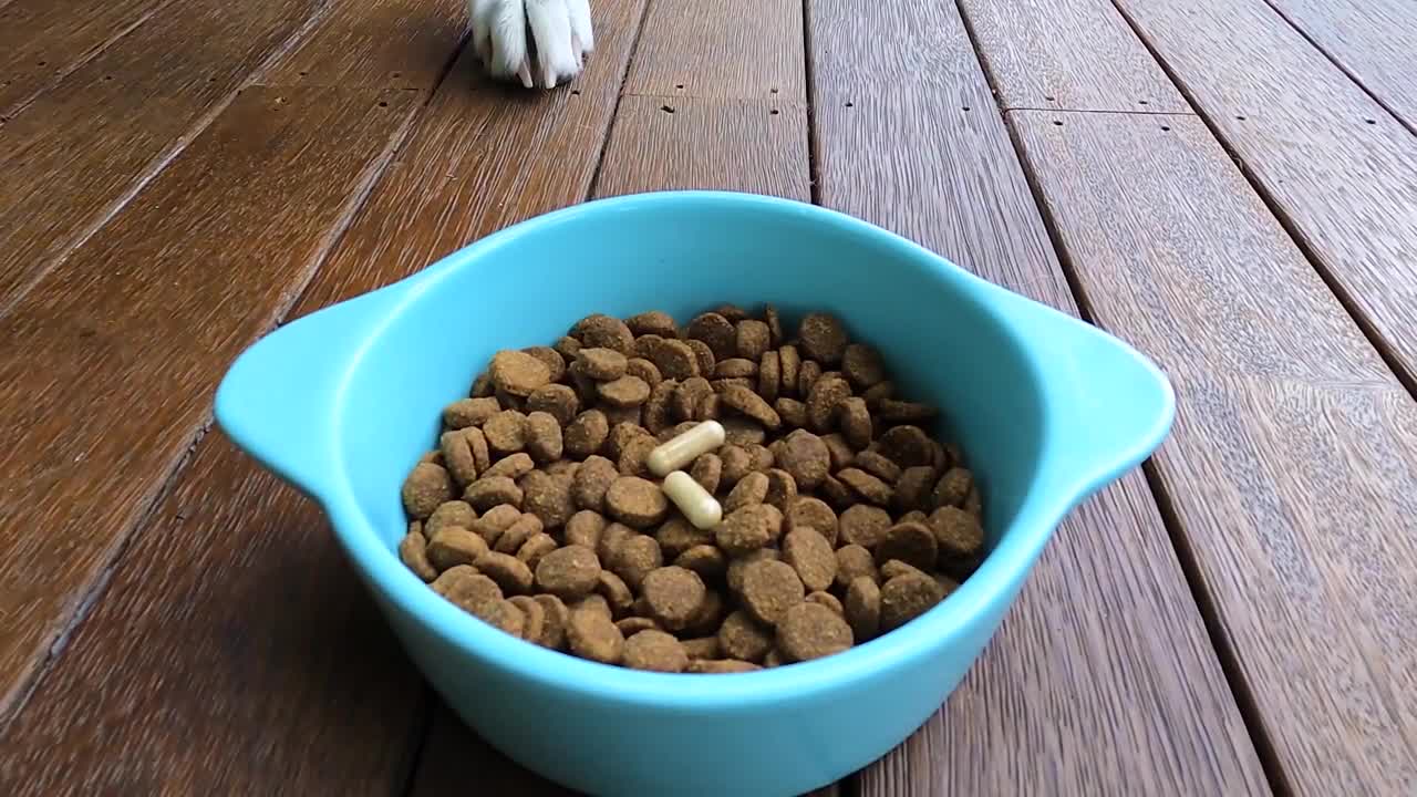 White German Shepherd eating FlexiPaw Green lipped mussel for joints with dog food.