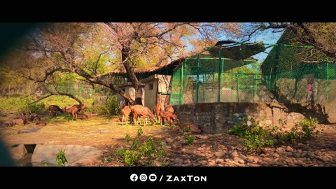 A close Encounter with wild Animals at Manda Zoo Jammu | Mini Vlog | ZaxTon