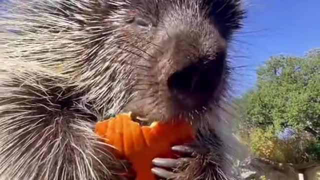 Pocupine Pumpkin Munchin’! 🎃