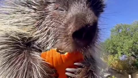 Pocupine Pumpkin Munchin’! 🎃