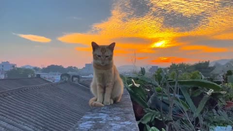 Why does a kitten look a bit depressed? But the final picture is too beautiful, right?