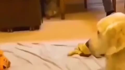 Funny animal things