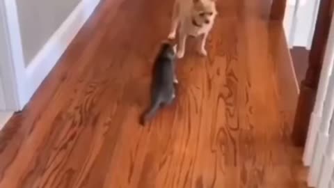 funniest dog and cats