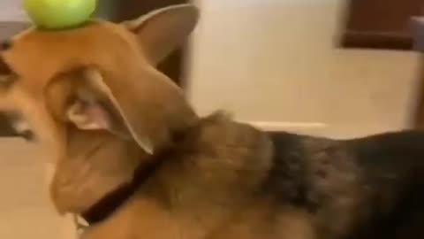 Hilarious 50-Second Animal Antics - Laugh Out Loud Guaranteed!