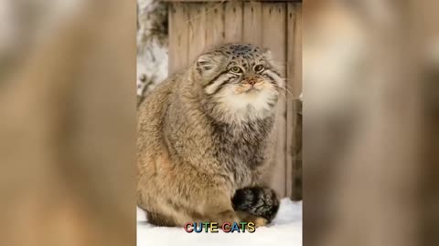 Collection of funny animal videos, funny cats, funny dogs and mice